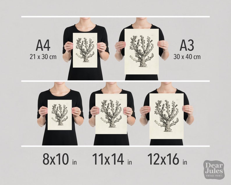 May include: A comparison of print sizes for a vintage botanical illustration of a coral. The image shows the print in 8x10 inches, 11x14 inches, and 12x16 inches. The print is also shown in A4 (21 x 30 cm) and A3 (30 x 40 cm) sizes.