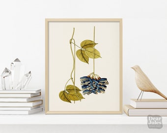 Vintage Botanical Poster | Tropical Bean Flower | Giclée Art Poster