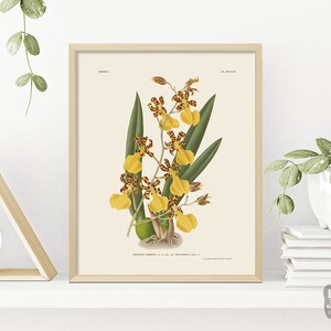 Orchid Artwork Botanical Print | Antique Botanical Poster Repro | Gardener Present | Gift for Plant Lovers | Giclée Print Quality