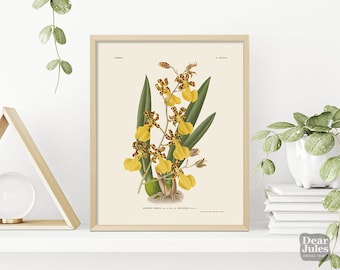 Orchid Artwork Botanical Print | Antique Botanical Poster Repro | Gardener Present | Gift for Plant Lovers | Giclée Print Quality