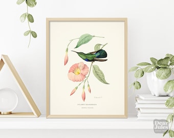Hummingbird Painting | 1800s Repro French Antique Botanical Poster | Giclée Archival Quality Print | Gift for Bird Lover | Affiche Botanique