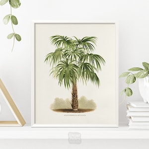 1800s Fan Palm Tree Wall Art | Vintage Botany Poster | Giclée Art Print