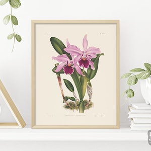Impression botanique d'oeuvre d'art d'orchidée | Reproduction d'affiche botanique antique | Cadeau jardinier | Cadeau pour les amateurs de plantes | Qualité d'impression giclée