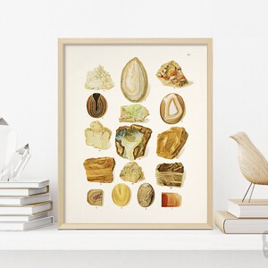 Op de afbeelding: Een vintage botanische illustratie van verschillende soorten agaat en jaspis. De illustratie toont een verscheidenheid aan kleuren, waaronder bruin, geel, wit en groen. De stenen zijn afgebeeld in een realistische stijl, met gedetailleerde texturen en patronen.