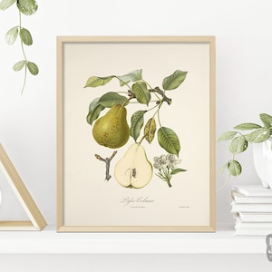 May include: A vintage botanical illustration of a ripe pear with green leaves and the text "Poire Colmar".