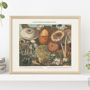 1800s Reproduction Mushroom Poster | Edible Mushrooms Fungi | Giclée Art Print