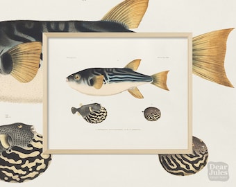 Fish Poster Antique Reproduction | Pufferfish Marine Life | Giclée Archival Art Print