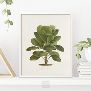 1800s Ruffled Fan Palm Plant Wall Art | Vintage Botany Poster | Giclée Art Print