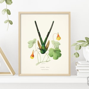 Hummingbird Painting | 1800s Repro French Antique Botanical Poster | Giclée Archival Quality Print | Gift for Bird Lover | Affiche Botanique