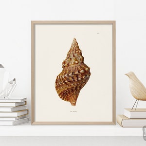 Reproducción antigua de póster de conchas marinas / Vida marina de conchas marinas Triton / Impresión de calidad de archivo Giclée