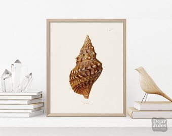 Seashell Poster Antique Reproduction | Triton Seashell Marine Life | Giclée Archival Quality Print
