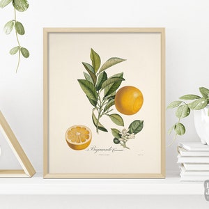 1800s French Botanical Poster | Vintage Orange Citrus Fruit Poster | Giclée Art Print