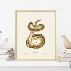 Vintage Snake Painting Poster | Striped Snake Reptile Art | Giclée Art Print