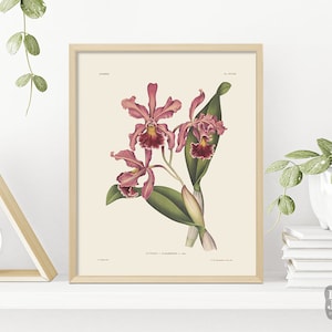 May include: Vintage botanical illustration of a pink and red orchid with green leaves. The illustration is framed in a light wood frame and is on a white background.