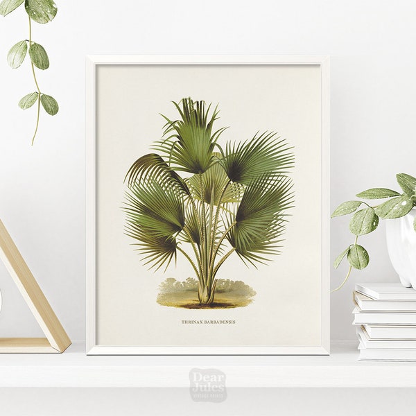 1800s Fan Palm Plant Wall Art | Vintage Botany Poster | Giclée Art Print