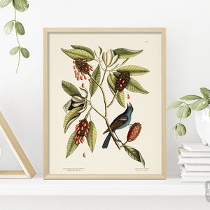 1700s Bird Artwork of Carolina Florida Bahamas by Mark Catesby | Vintage Bird Drawing | Botany Poster  | Giclée Art Poster