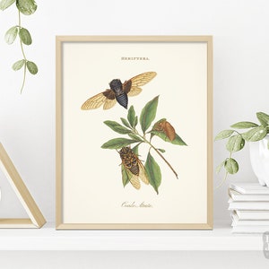1700s Cicada Insect Drawing | Vintage Reproduction Botanical Poster | Giclée Archival Art Poster