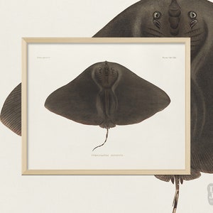 Reprodução antiga de pôster de peixe | Vida Marinha Butterflyray | Impressão artística de arquivo giclée