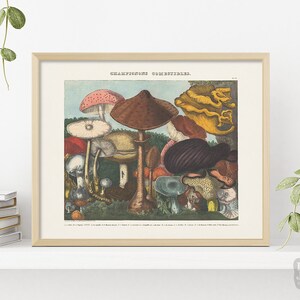 1800s Reproduction Mushroom Poster | Edible Mushrooms Fungi | Giclée Art Print