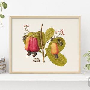 Vintage Botanical Poster | Tropical Cashew Nut Plant | Giclée Art Poster