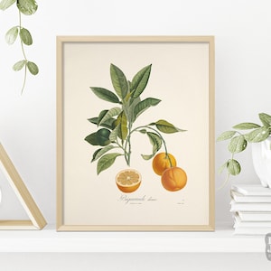 1800s French Botanical Poster | Vintage Orange Citrus Fruit Poster | Giclée Art Print