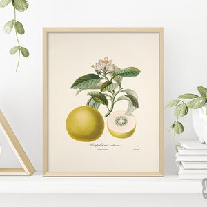 1800s French Botanical Poster | Vintage Grapefruit Citrus Fruit Poster | Giclée Art Print