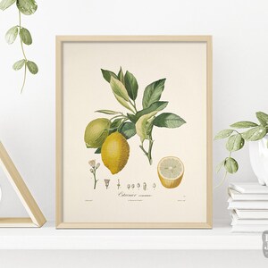 1800s French Botanical Poster | Vintage Lemon Citrus Fruit Poster | Giclée Art Print