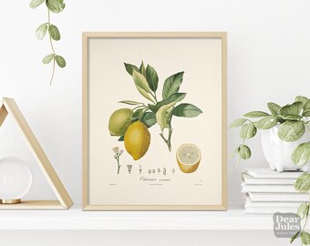 1800s French Botanical Poster | Vintage Lemon Citrus Fruit Poster | Giclée Art Print