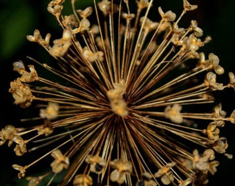 Puede incluir: Primer plano de una cabeza de flor de allium seca. La flor tiene forma esférica con numerosos tallos finos y marrones que irradian hacia afuera desde un punto central. Se ven pequeños capullos florales secos.