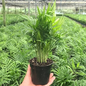 Neanthe Bella Palms – Parlor Palm - Chamadorea Elegans - Live Plants - 4&quot; Pot
