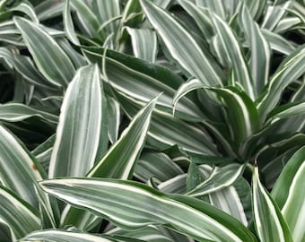 Warneckii Compacta - Dracaena - White Jewel - Live Houseplant - 4&quot; Pot