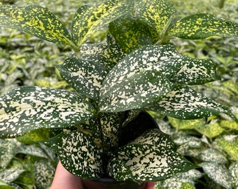 Florida Beauty - Dracaena - Live Houseplants - 4&quot; Pot