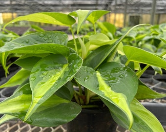 Brasil - Philodendron Brasil - Live Houseplant - 4&quot; and 6&quot; Pots