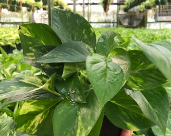 Golden Pothos - Epipremnum Aureum - 4" and 6"