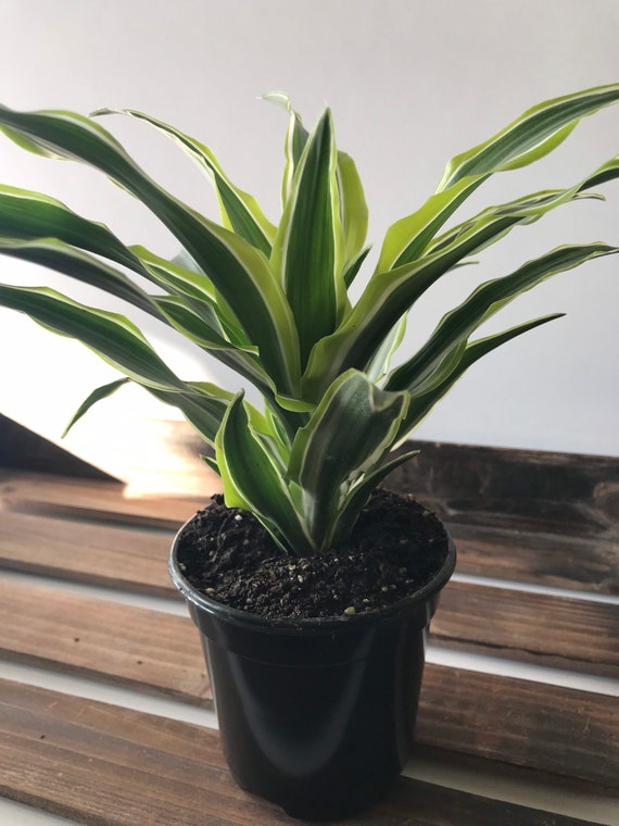 dracaena dorado Huge Dracaena Dorado Cane