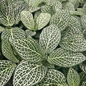 May include: Close-up of a cluster of Fittonia plants. The leaves are a deep green with a striking white veined pattern, creating a textured appearance. The plant's leaves are oval-shaped and densely packed, showcasing a natural, organic design.