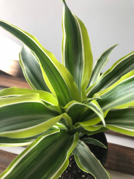 Lemon Surprise - Dracaena Warneckii Compacta - Live Houseplant - 4" Pot -  Etsy