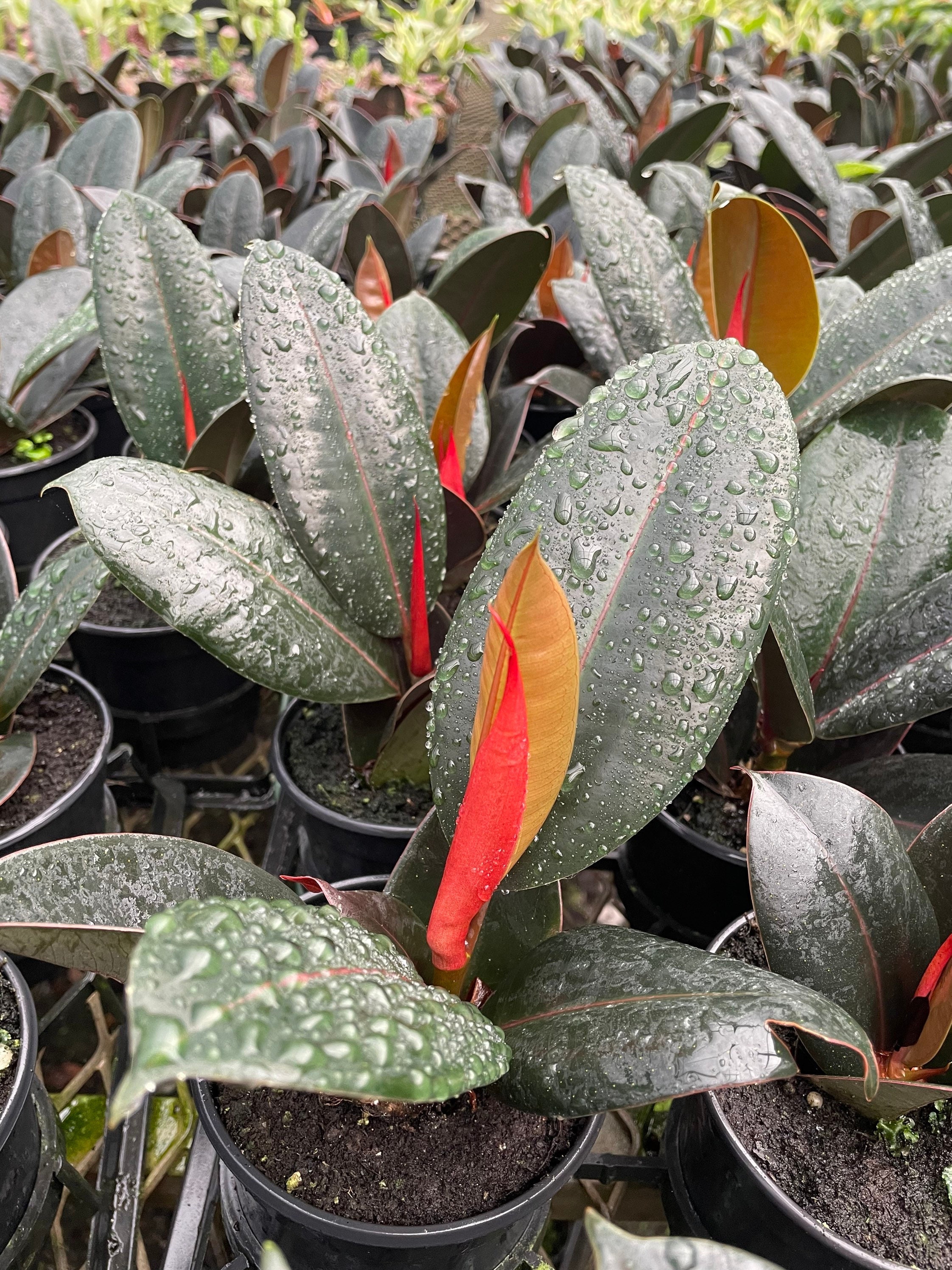 LEGACY PLANTS（R）様専用 【公式通販】