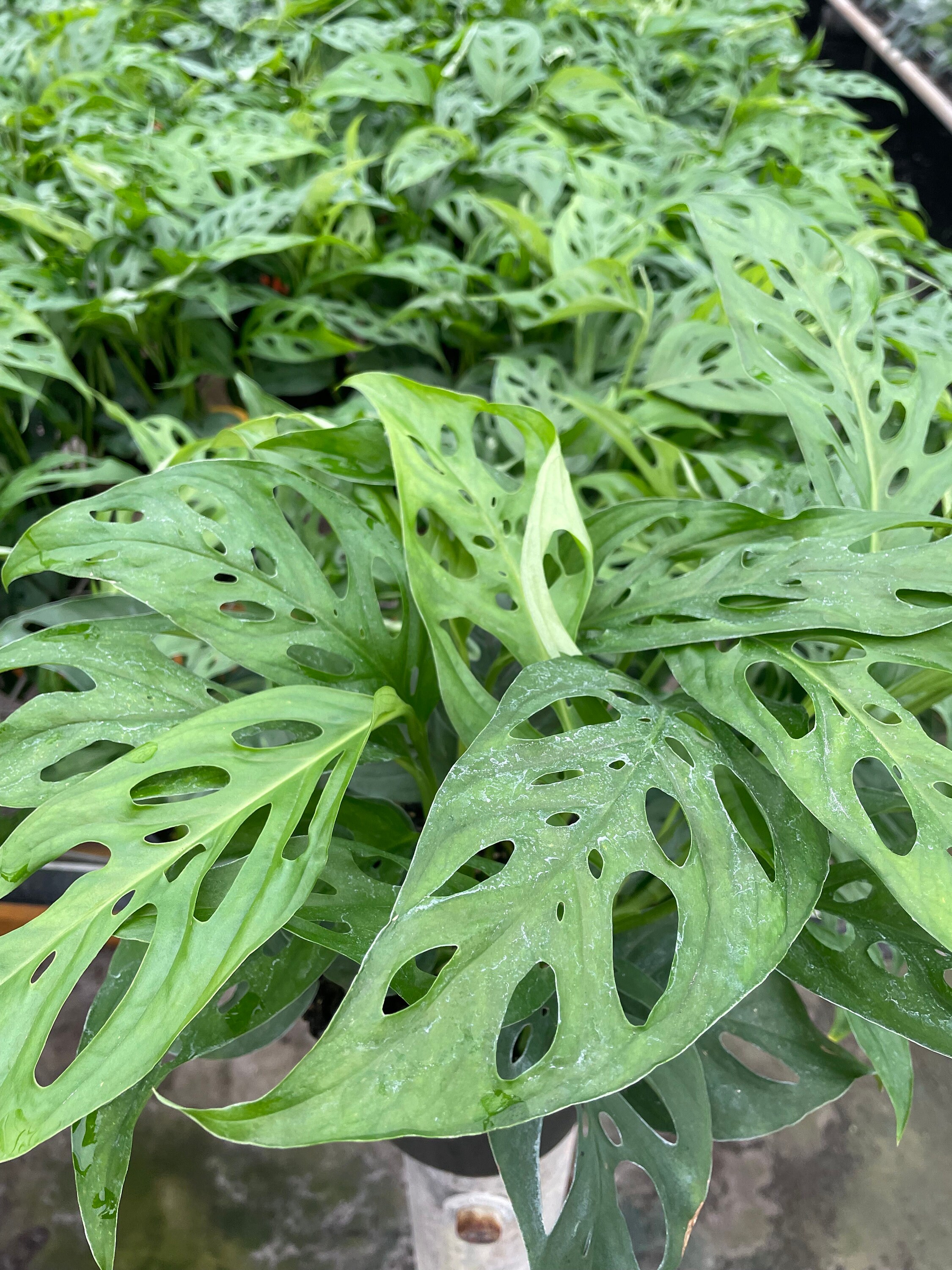 Monstera Adansonii - Swiss Cheese - Live Houseplant - 4" and 6" Pots