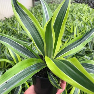 Lemon Lime Dracaena Warneckii - Live Houseplant - 4&quot; Pot