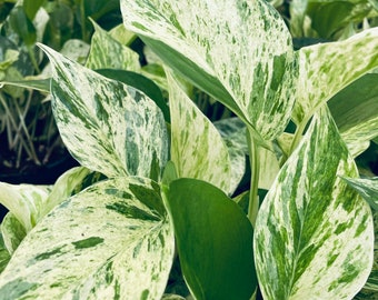 Marble Queen Pothos - Live Houseplant - 4&quot; and 6&quot; Pots
