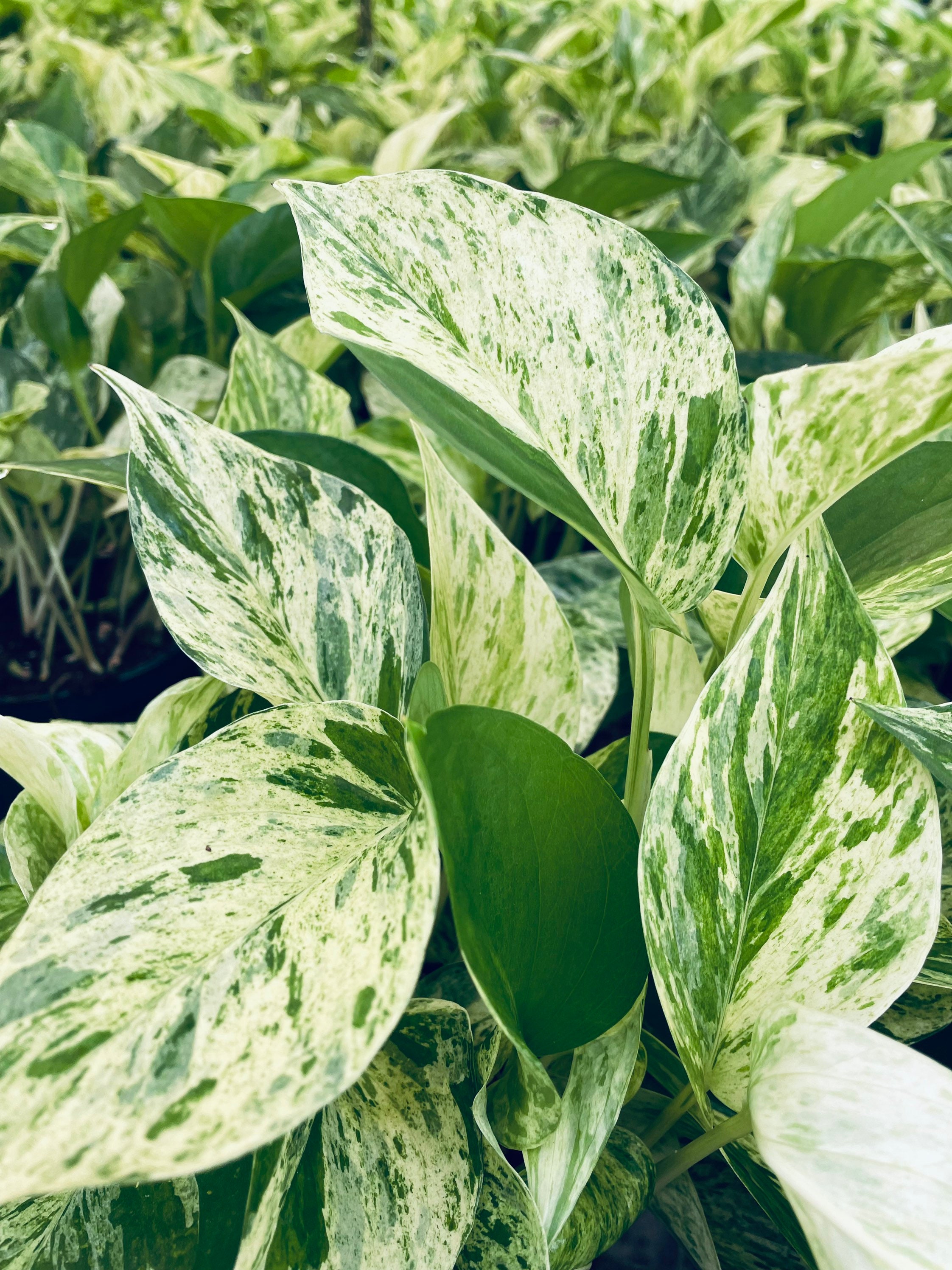 LEGACY PLANTS（R）様専用 【公式通販】