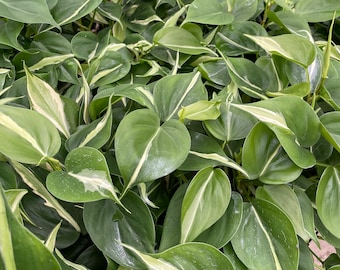 Silver Stripe Philodendron - Live Houseplant - 4&quot; and 6&quot; Pots
