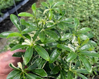 Schefflera Arboricola - Variegated or Green