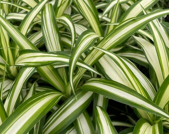 Spider Plant - Live Houseplant - 4" Pot