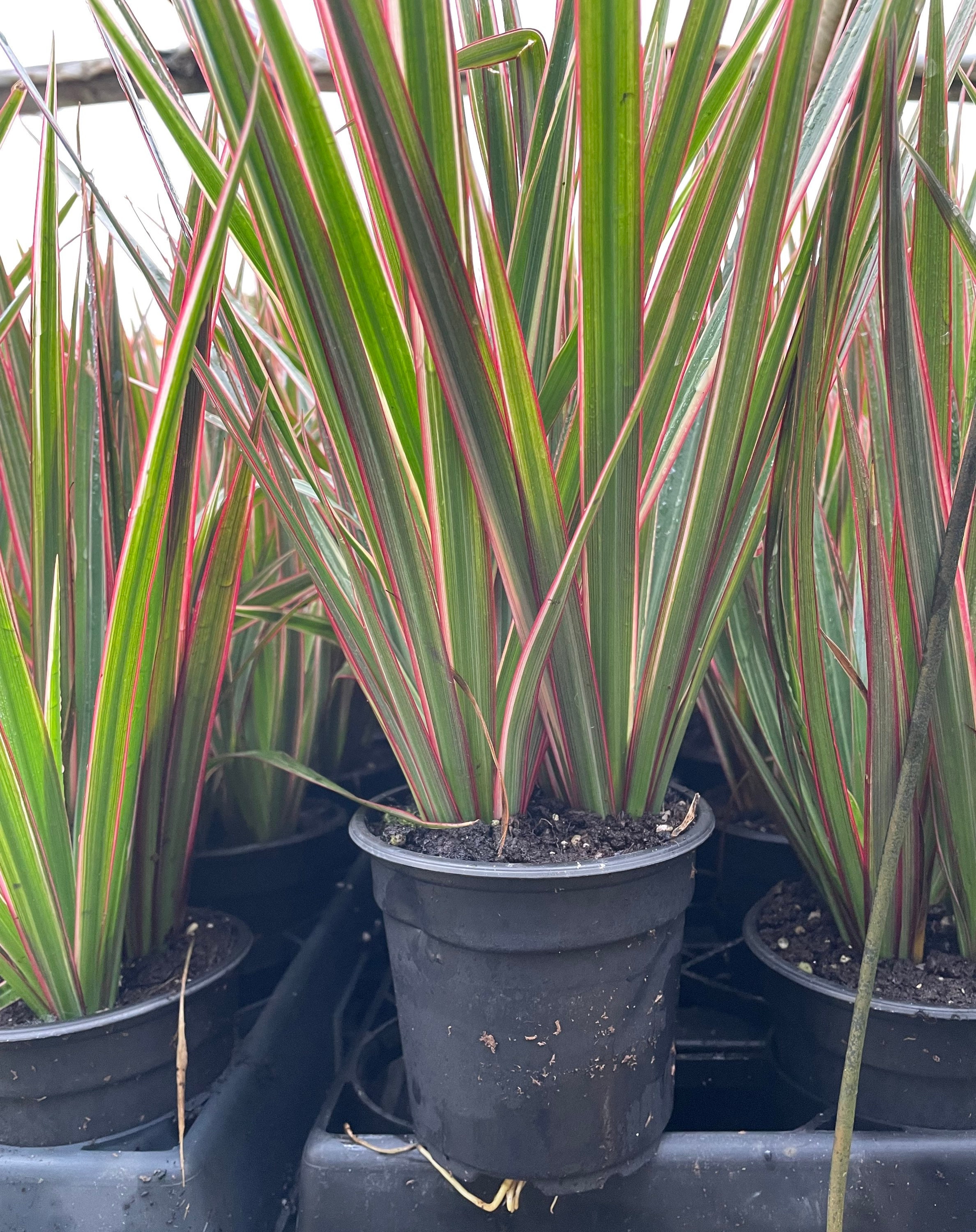 LEGACY PLANTS（R）様専用 【公式通販】