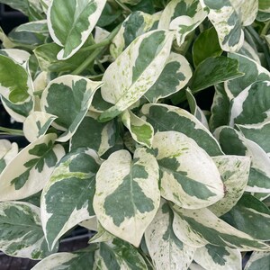 Pearls and Jade - Pearls NJoy - Live Houseplant - 4" Pot