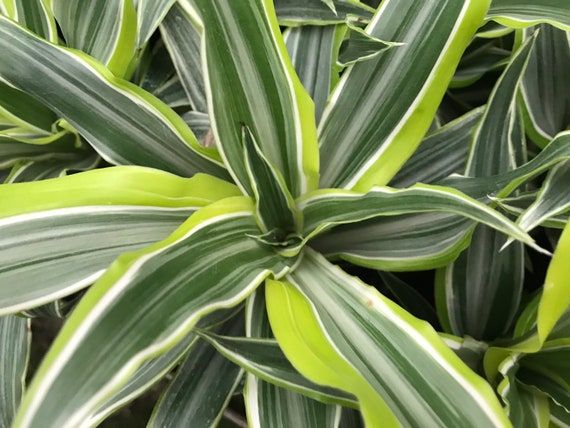 care of cat palm Cat Palm for Sale