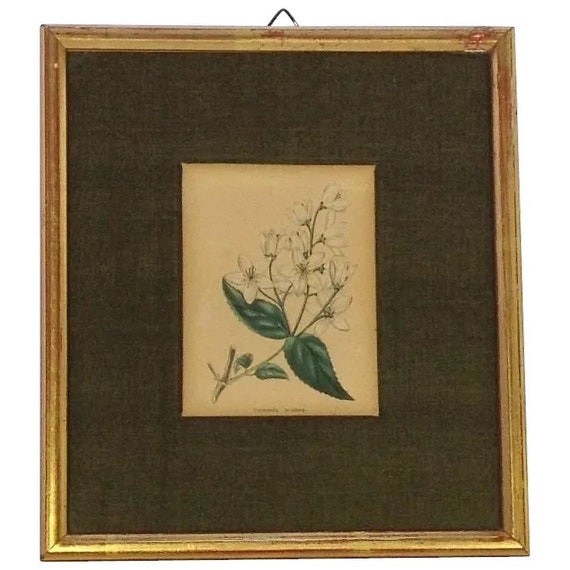 イギリス ボタニカル画の額装品 銅版画に手彩色 1827年