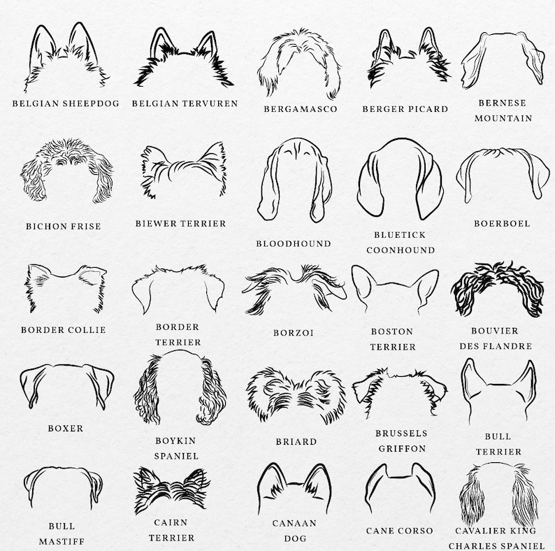 Puede incluir: Dibujos en blanco y negro de diferentes razas de perros, incluyendo el Pastor Belga, el Tervuren Belga, el Bergamasco, el Berger Picard, el Boyero de Berna, el Bich&oacute;n Fris&eacute;, el Biewer Terrier, el Boerboel, el Bloodhound, el Coonhound de pelo azul, el Border Collie, el Border Terrier, el Borzoi, el Boston Terrier, el Bouvier des Flandres, el Boxer, el Spaniel Boykin, el Briard, el Griffon Bruselas, el Bull Terrier, el Mast&iacute;n Ingl&eacute;s, el Cairn Terrier, el Perro de Cana&aacute;n, el Cane Corso y el Cavalier King Charles Spaniel.